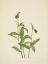 Picture of NORTH AMERICAN WILD FLOWERS 1925 - RAMSHEAD LADYSLIPPER