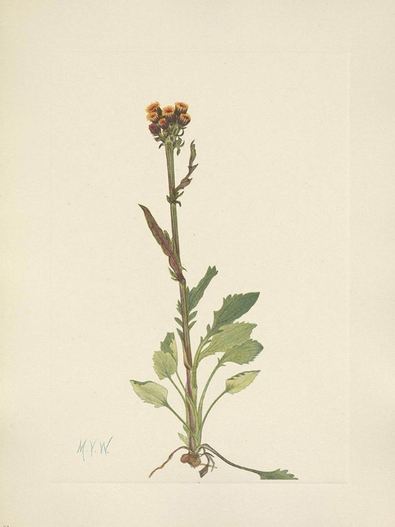 Picture of NORTH AMERICAN WILD FLOWERS 1925 - RAYLESS GROUNDSEL