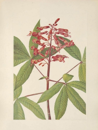 Picture of NORTH AMERICAN WILD FLOWERS 1925 - RED BUCKEYE