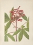 Picture of NORTH AMERICAN WILD FLOWERS 1925 - RED BUCKEYE