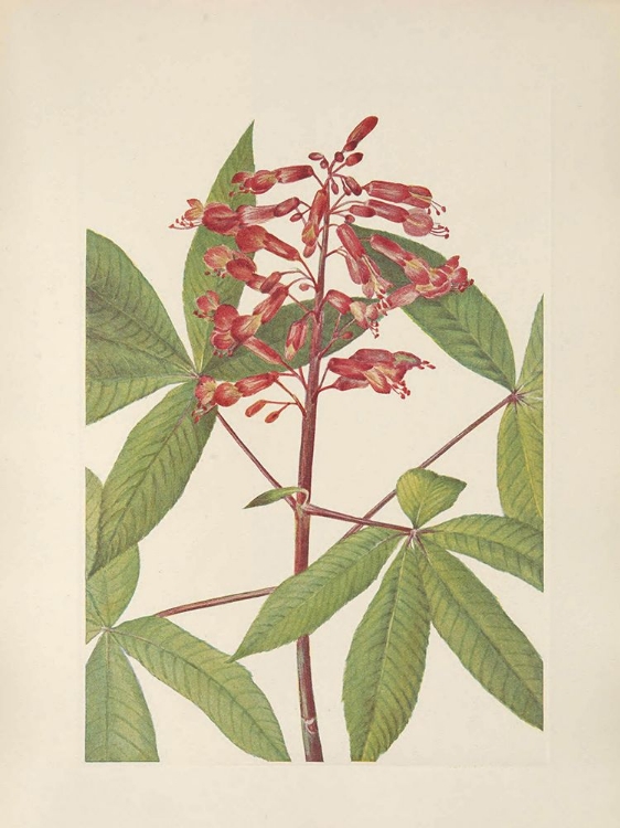 Picture of NORTH AMERICAN WILD FLOWERS 1925 - RED BUCKEYE