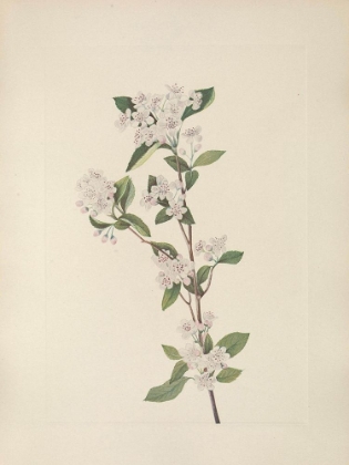 Picture of NORTH AMERICAN WILD FLOWERS 1925 - RED CHOKEBERRY FLOWER