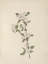 Picture of NORTH AMERICAN WILD FLOWERS 1925 - RED CHOKEBERRY FLOWER