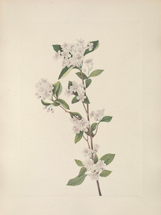 Picture of NORTH AMERICAN WILD FLOWERS 1925 - RED CHOKEBERRY FLOWER