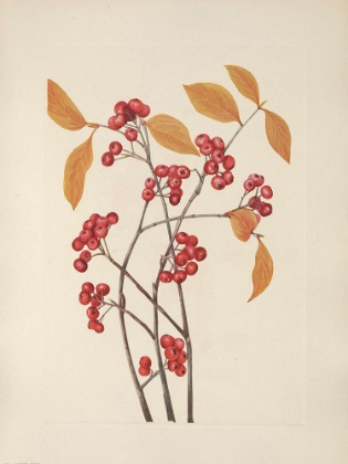Picture of NORTH AMERICAN WILD FLOWERS 1925 - RED CHOKEBERRY FRUIT