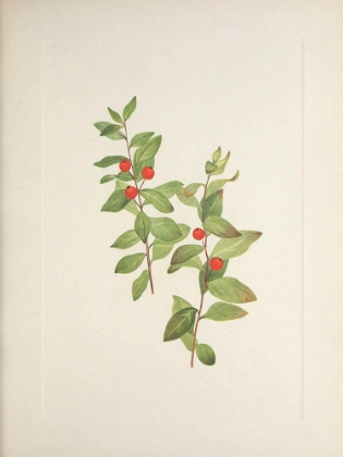 Picture of NORTH AMERICAN WILD FLOWERS 1925 - RED COMANDRA