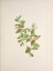 Picture of NORTH AMERICAN WILD FLOWERS 1925 - RED COMANDRA