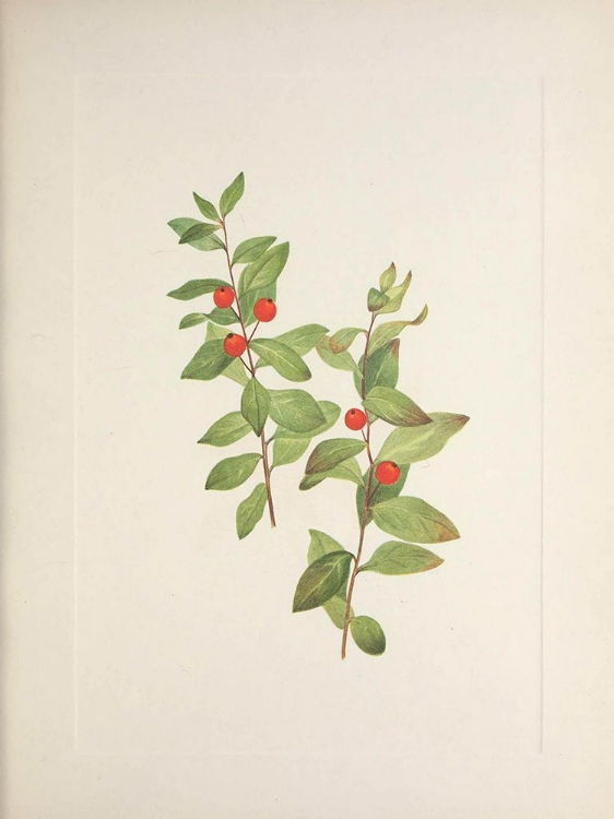 Picture of NORTH AMERICAN WILD FLOWERS 1925 - RED COMANDRA
