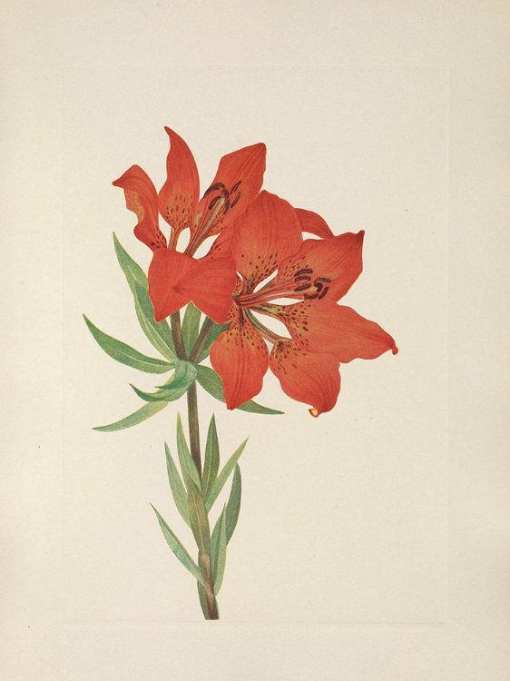 Picture of NORTH AMERICAN WILD FLOWERS 1925 - RED LILY