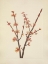 Picture of NORTH AMERICAN WILD FLOWERS 1925 - RED MAPLE