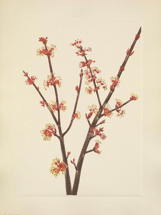 Picture of NORTH AMERICAN WILD FLOWERS 1925 - RED MAPLE