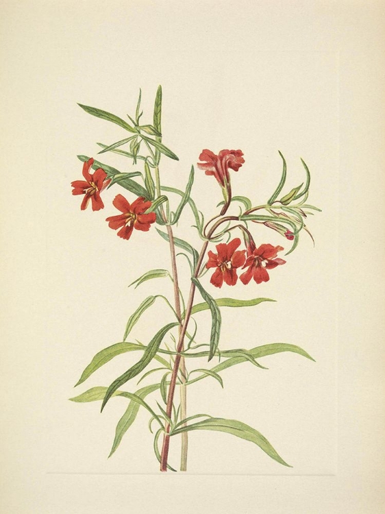 Picture of NORTH AMERICAN WILD FLOWERS 1925 - RED MONKEYFLOWER
