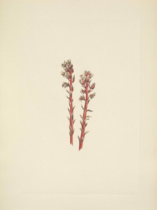 Picture of NORTH AMERICAN WILD FLOWERS 1925 - RED PINESAP
