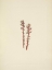 Picture of NORTH AMERICAN WILD FLOWERS 1925 - RED PINESAP