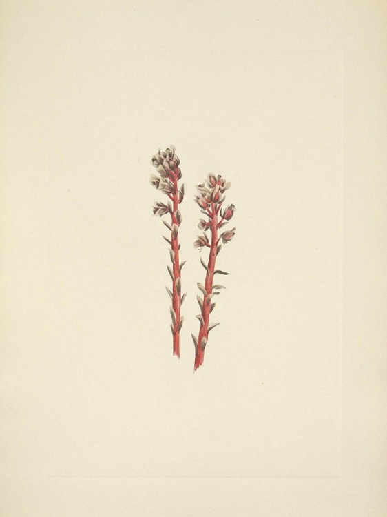 Picture of NORTH AMERICAN WILD FLOWERS 1925 - RED PINESAP