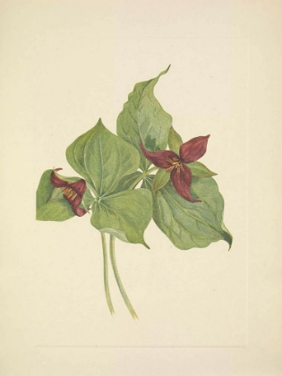 Picture of NORTH AMERICAN WILD FLOWERS 1925 - RED TRILLIUM