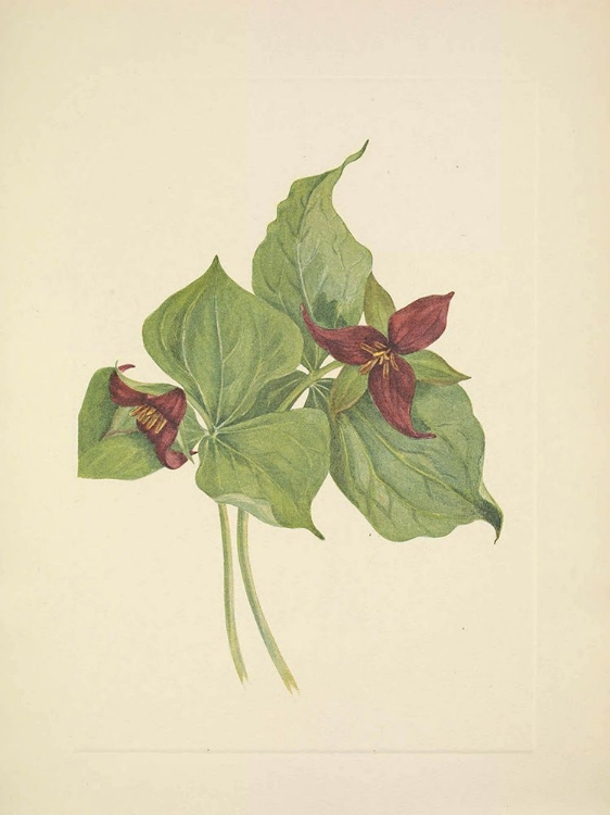 Picture of NORTH AMERICAN WILD FLOWERS 1925 - RED TRILLIUM