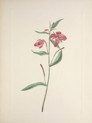 Picture of NORTH AMERICAN WILD FLOWERS 1925 - RED WILLOWWEED