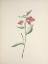 Picture of NORTH AMERICAN WILD FLOWERS 1925 - RED WILLOWWEED