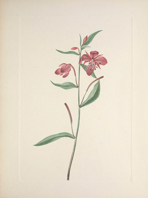 Picture of NORTH AMERICAN WILD FLOWERS 1925 - RED WILLOWWEED