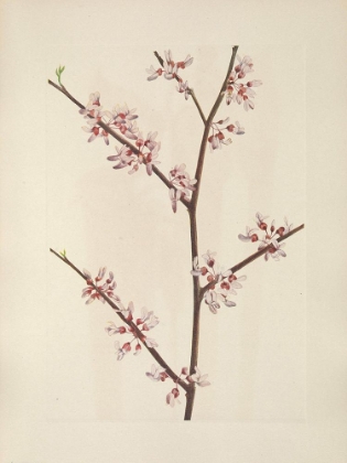 Picture of NORTH AMERICAN WILD FLOWERS 1925 - REDBUD