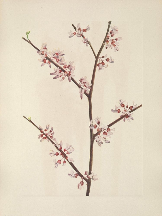 Picture of NORTH AMERICAN WILD FLOWERS 1925 - REDBUD