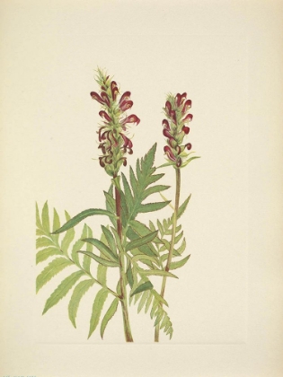 Picture of NORTH AMERICAN WILD FLOWERS 1925 - RED-HELMET