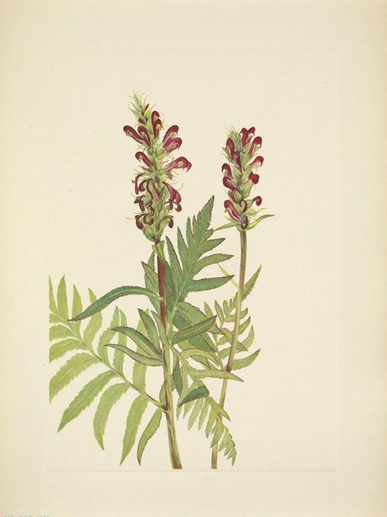 Picture of NORTH AMERICAN WILD FLOWERS 1925 - RED-HELMET