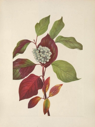 Picture of NORTH AMERICAN WILD FLOWERS 1925 - RED-OSIER DOGWOOD