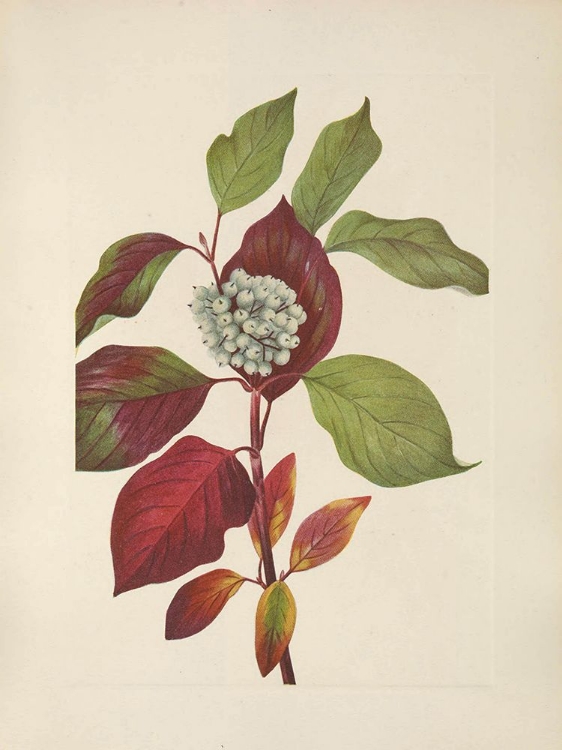 Picture of NORTH AMERICAN WILD FLOWERS 1925 - RED-OSIER DOGWOOD