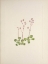 Picture of NORTH AMERICAN WILD FLOWERS 1925 - REDSTEM SAXIFRAGE