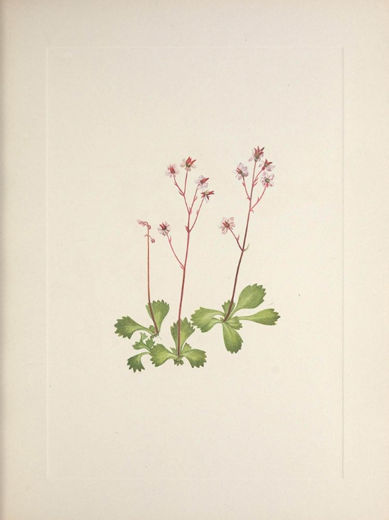 Picture of NORTH AMERICAN WILD FLOWERS 1925 - REDSTEM SAXIFRAGE