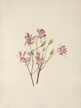 Picture of NORTH AMERICAN WILD FLOWERS 1925 - RHODORA