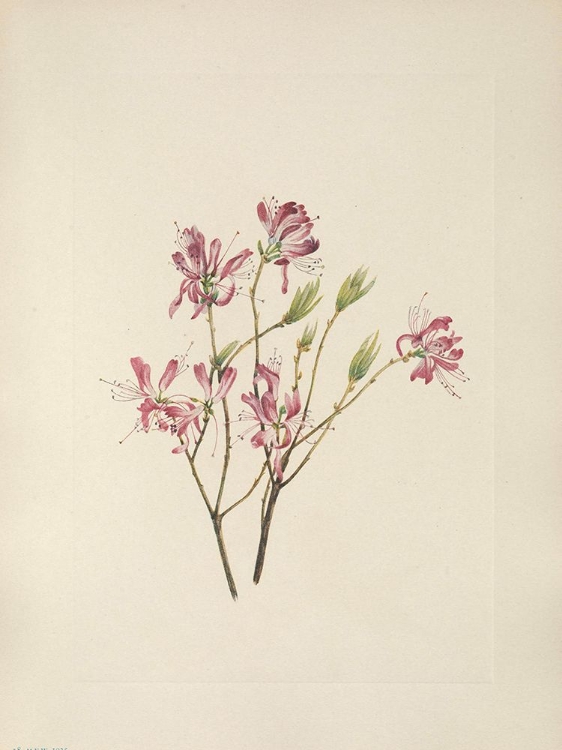 Picture of NORTH AMERICAN WILD FLOWERS 1925 - RHODORA