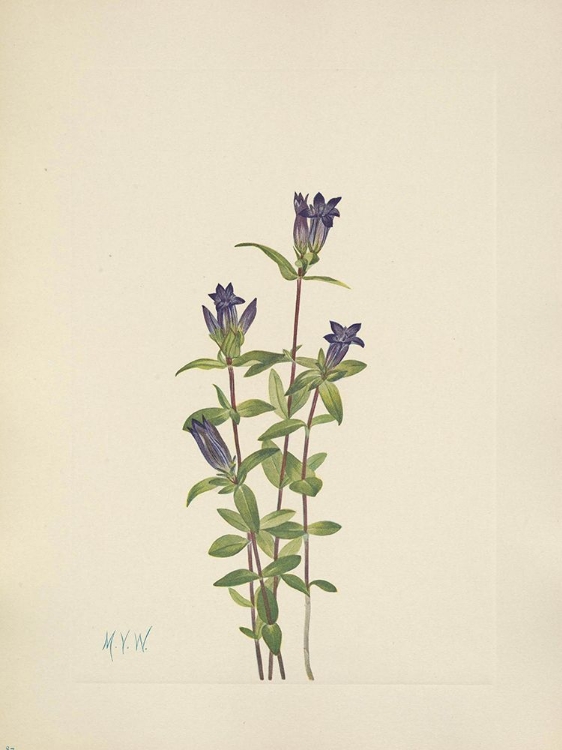 Picture of NORTH AMERICAN WILD FLOWERS 1925 - RIVERBANK GENTIAN