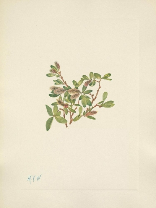 Picture of NORTH AMERICAN WILD FLOWERS 1925 - ROCK WILLOW