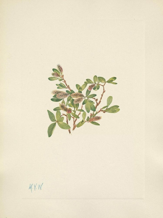 Picture of NORTH AMERICAN WILD FLOWERS 1925 - ROCK WILLOW