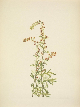 Picture of NORTH AMERICAN WILD FLOWERS 1925 - ROCK WORMWOOD