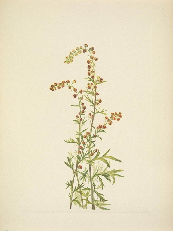 Picture of NORTH AMERICAN WILD FLOWERS 1925 - ROCK WORMWOOD