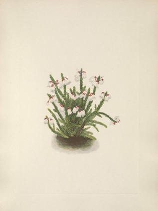 Picture of NORTH AMERICAN WILD FLOWERS 1925 - ROCKY MOUNTAIN CASSIOPE
