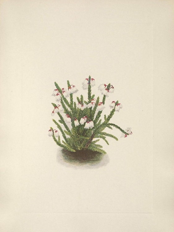 Picture of NORTH AMERICAN WILD FLOWERS 1925 - ROCKY MOUNTAIN CASSIOPE