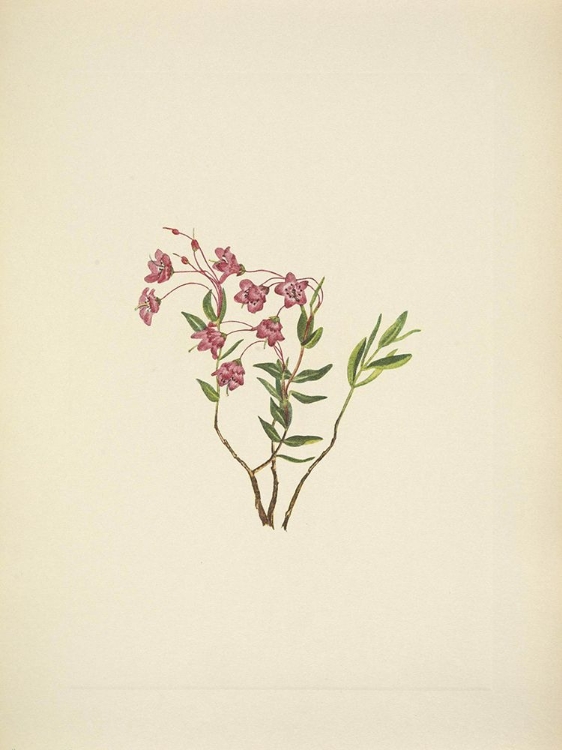 Picture of NORTH AMERICAN WILD FLOWERS 1925 - ROCKY MOUNTAIN KALMIA