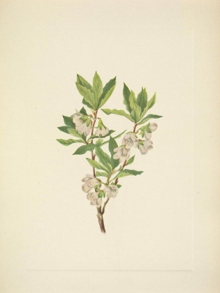 Picture of NORTH AMERICAN WILD FLOWERS 1925 - ROCKY MOUNTAIN RHODODENDRON