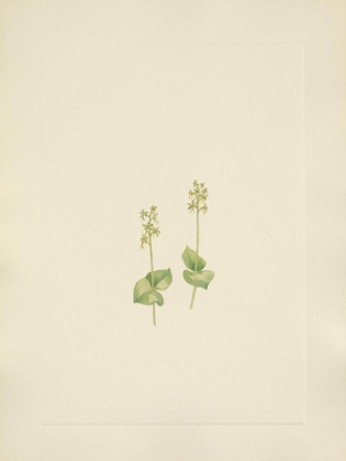 Picture of NORTH AMERICAN WILD FLOWERS 1925 - ROCKY MOUNTAIN TWAYBLADE