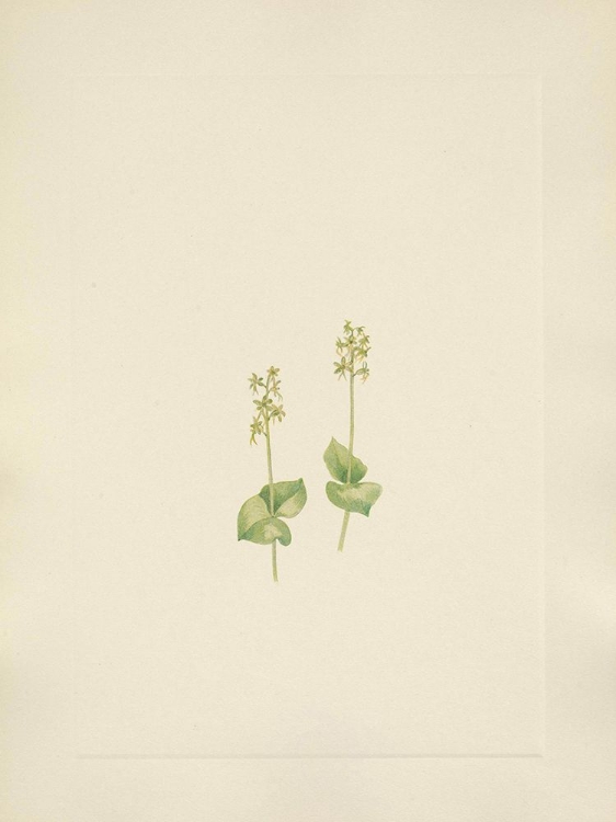 Picture of NORTH AMERICAN WILD FLOWERS 1925 - ROCKY MOUNTAIN TWAYBLADE