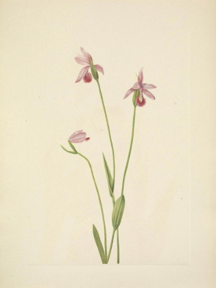 Picture of NORTH AMERICAN WILD FLOWERS 1925 - ROSA POGONIA