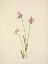 Picture of NORTH AMERICAN WILD FLOWERS 1925 - ROSA POGONIA