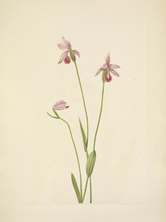 Picture of NORTH AMERICAN WILD FLOWERS 1925 - ROSA POGONIA