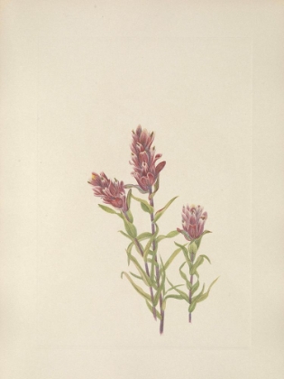 Picture of NORTH AMERICAN WILD FLOWERS 1925 - ROSE PAINTBRUSH