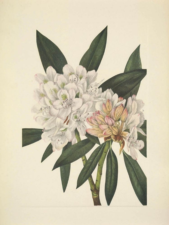 Picture of NORTH AMERICAN WILD FLOWERS 1925 - ROSEBAY RHODODENDRON